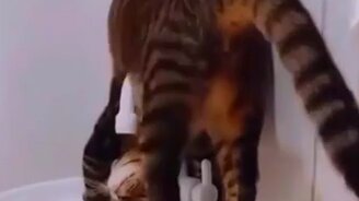 Котик в жару в ванной - смотреть видео (0:20)