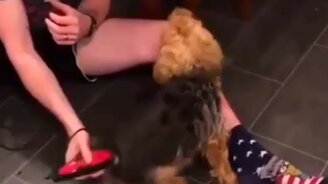 Завёл домашнего пса - смотреть видео (0:22)