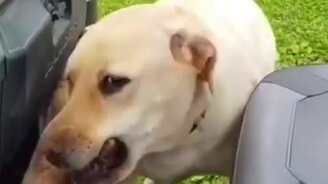 Я с тобой на прогулку! - смотреть видео (0:10)