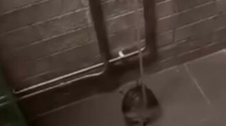 Черепашьи водные процедуры - смотреть видео (0:10)