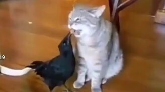 Заботливый ворон - смотреть видео (0:19)