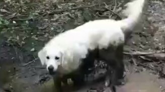 Райское местечко для собаки - смотреть видео (0:12)