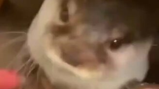 Вкусняшки для выдры - смотреть видео (0:26)