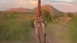 Погоня жирафа - смотреть видео (0:15)