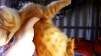 Энергосберегающий котёнок - смотреть видео (0:25)