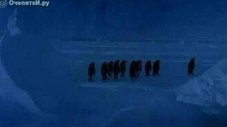 Пингвин выделился - смотреть видео (0:12)