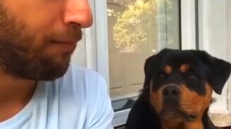 Смутил ротвейлера - смотреть видео (0:15)