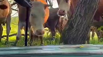 Молочка у вас не будет? - смотреть видео (0:27)