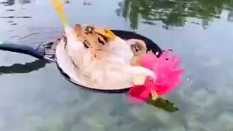 Всегда найдётся баламут... - смотреть видео (0:16)