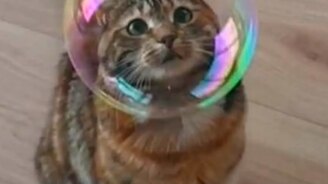 Милые животные на фото - смотреть видео (0:49)