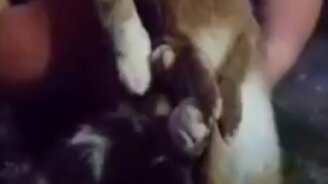 Опасный котяра - смотреть видео (0:25)