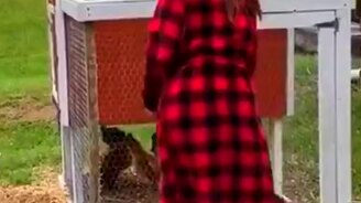 Выпускай петуха! - смотреть видео (0:18)