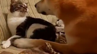 Дружба собачки с кошкой - смотреть видео (0:14)