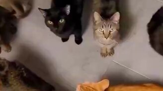 Как накормить кучу кошек - смотреть видео (0:30)