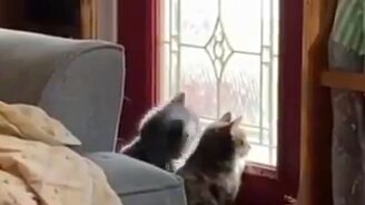 Есть два типа котиков - смотреть видео (0:13)