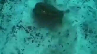 На что способен краб - смотреть видео (0:14)