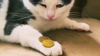 Повтори за мной, котик - смотреть видео (0:17)