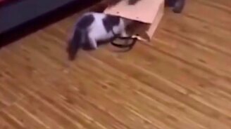 Необъяснимое исчезновение - смотреть видео (0:09)