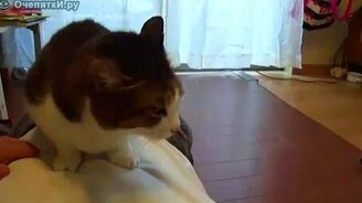 Ласковый бульдог - смотреть видео (0:36)