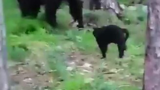 Кот Вася против медведя - смотреть видео (2:26)