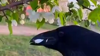 Запасливый ворон - смотреть видео (0:18)