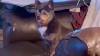 Не умеет лаять - смотреть видео (0:08)