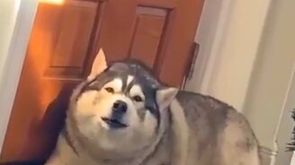 Хаски полная душа - смотреть видео (0:30)