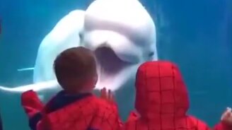 Когда тебе надоели посетители - смотреть видео (1:16)