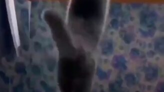 Так и не запрыгнул - смотреть видео (0:08)