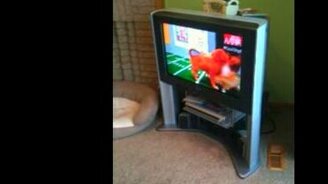 Переживательный пёс - смотреть видео (0:13)