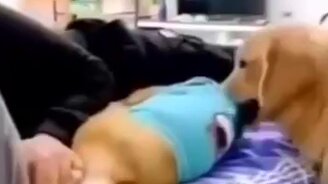 Теперь ты лежи у порога! - смотреть видео (0:10)