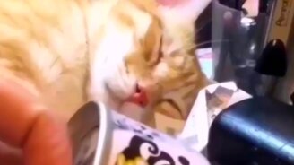 Когда чуешь еду даже во сне - смотреть видео (0:04)