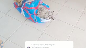 Дзен домашнего кота - смотреть видео (0:15)