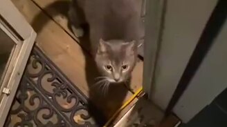 Классика с кошкой и дверью - смотреть видео (0:39)