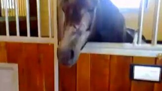 Лошадь заигрывает - смотреть видео (0:19)