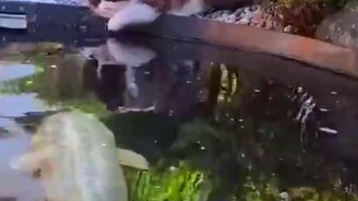 Кошка и карпы кои - смотреть видео (0:51)