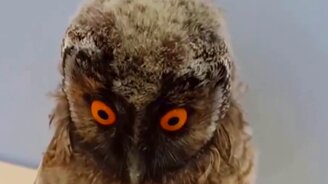 В первый день на работе после отпуска - смотреть видео (0:17)