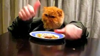 Цивилизованная кошка - смотреть видео (1:03)