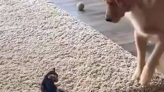 Знакомство пса и котёнка - смотреть видео (0:48)