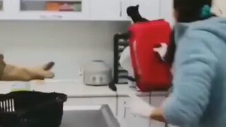 Кот у ветеринара - смотреть видео (0:12)