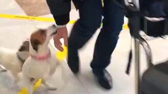 Два электровеника в аэропорту - смотреть видео (0:39)