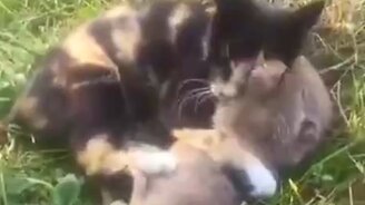 Игривые друзья - смотреть видео (1:00)