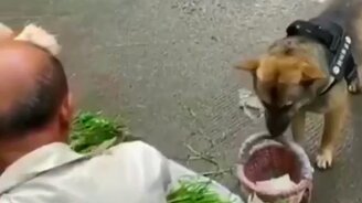 Собака - на рынке помогака - смотреть видео (0:59)