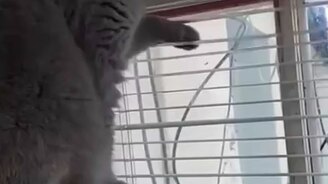 Кот на своей волне - смотреть видео (0:26)