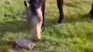 Коварная черепаха - смотреть видео (0:08)