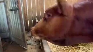 Гнёт свою линию - смотреть видео (0:28)