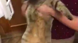 Хочу баклажан! - смотреть видео (0:13)