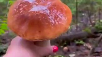 Неподдельная радость в лесу - смотреть видео (0:39)