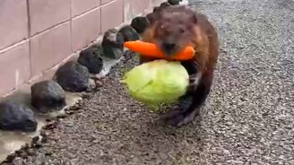 Хозяйственный бобёр - смотреть видео (1:00)