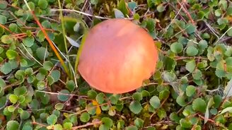 Это же надберёзовик - смотреть видео (0:20)